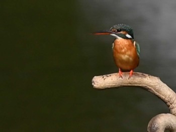 Common Kingfisher 江津湖 Tue, 2/13/2024