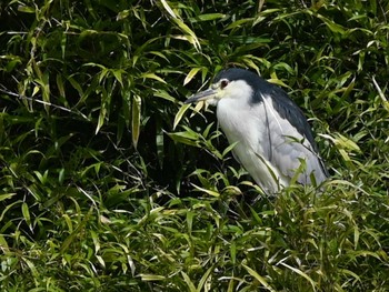 Tue, 2/13/2024 Birding report at 江津湖