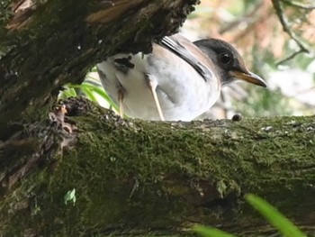 Pale Thrush 江津湖 Tue, 2/13/2024