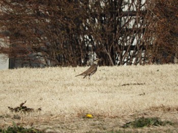 Tue, 2/13/2024 Birding report at 越谷レイクタウン