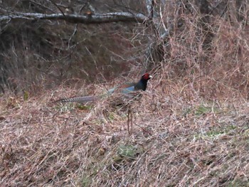 Green Pheasant 志津川湾 Thu, 2/8/2024