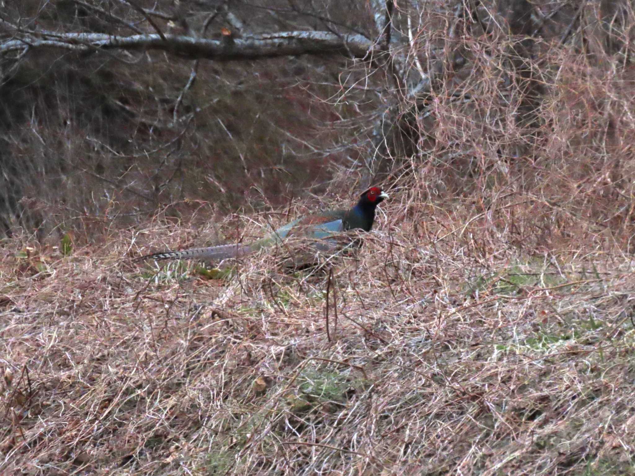 Green Pheasant