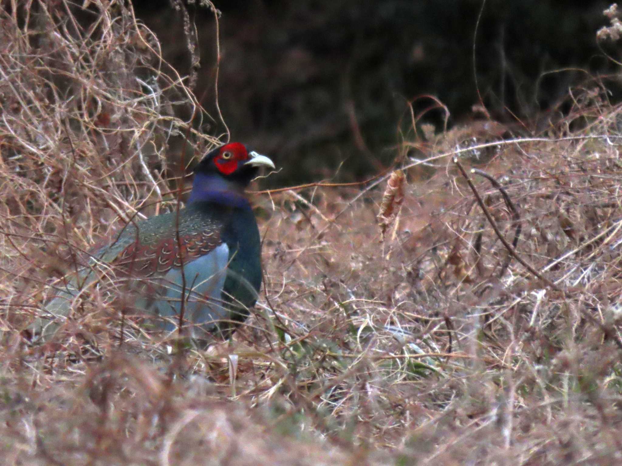 Green Pheasant