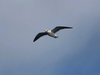 Vega Gull Lake Toya (Toyako) Fri, 11/23/2018