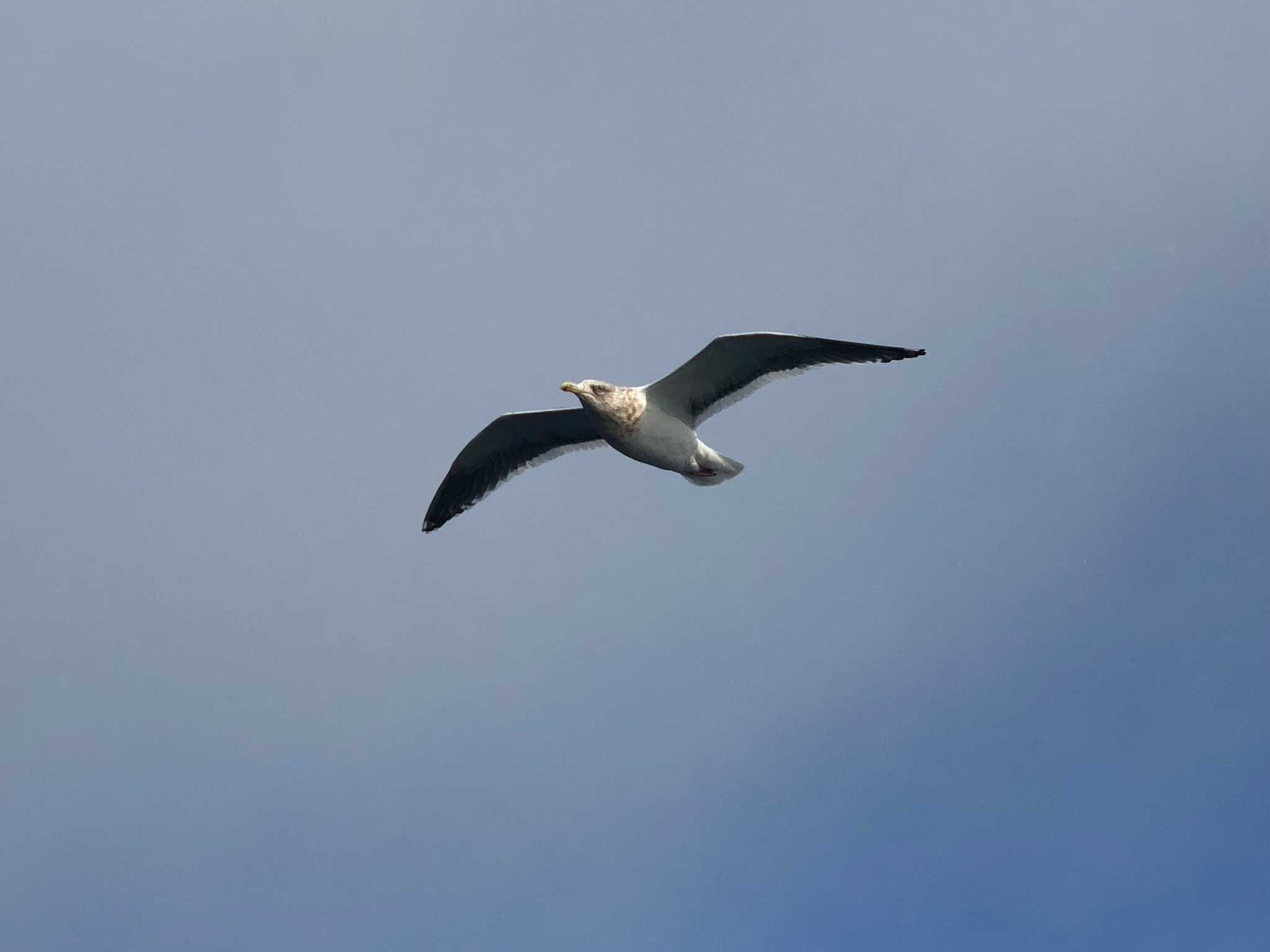 Photo of Vega Gull at Lake Toya (Toyako) by さわぐちたかひろ