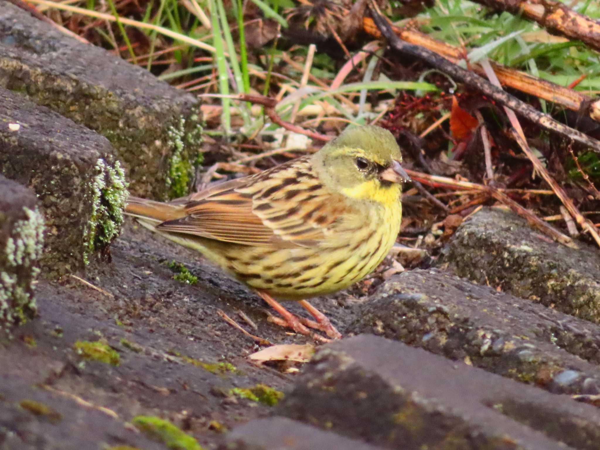 Photo of Masked Bunting at 大根川 by ゆ