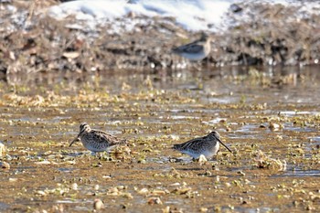 タシギ 農村公園(富士吉田市) 2024年2月11日(日)