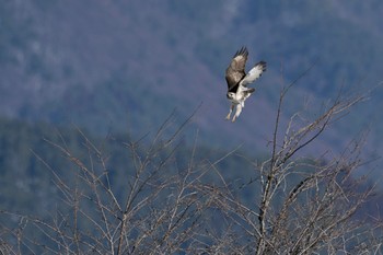 Sun, 2/11/2024 Birding report at 農村公園(富士吉田市)