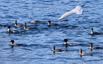 ウミアイサ 真鶴岬 2024年2月10日(土)