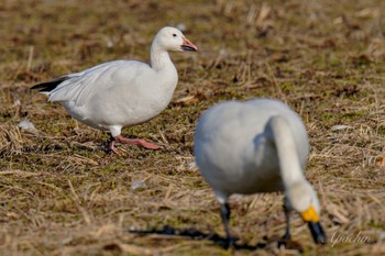 Snow Goose 夏目の堰 (八丁堰) Sat, 2/10/2024