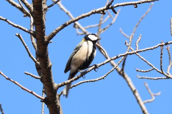 Japanese Tit Mitsuike Park Tue, 2/13/2024