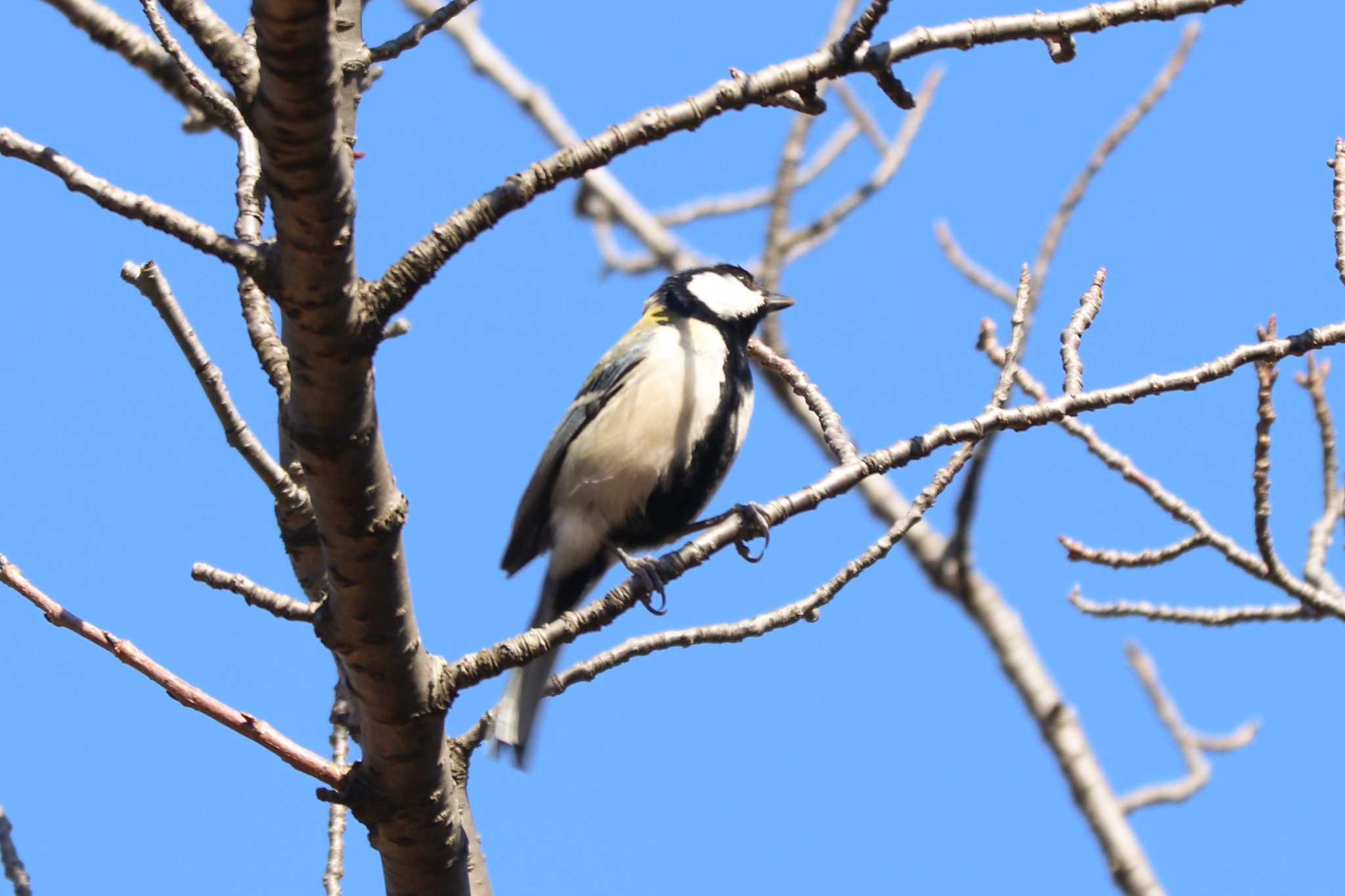 シジュウカラ