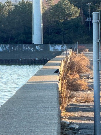 Mon, 2/12/2024 Birding report at 塩浜三番瀬公園