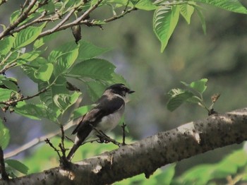 Ryukyu Minivet 日向林道 Sun, 5/21/2017