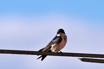 Blue-and-white Swallow