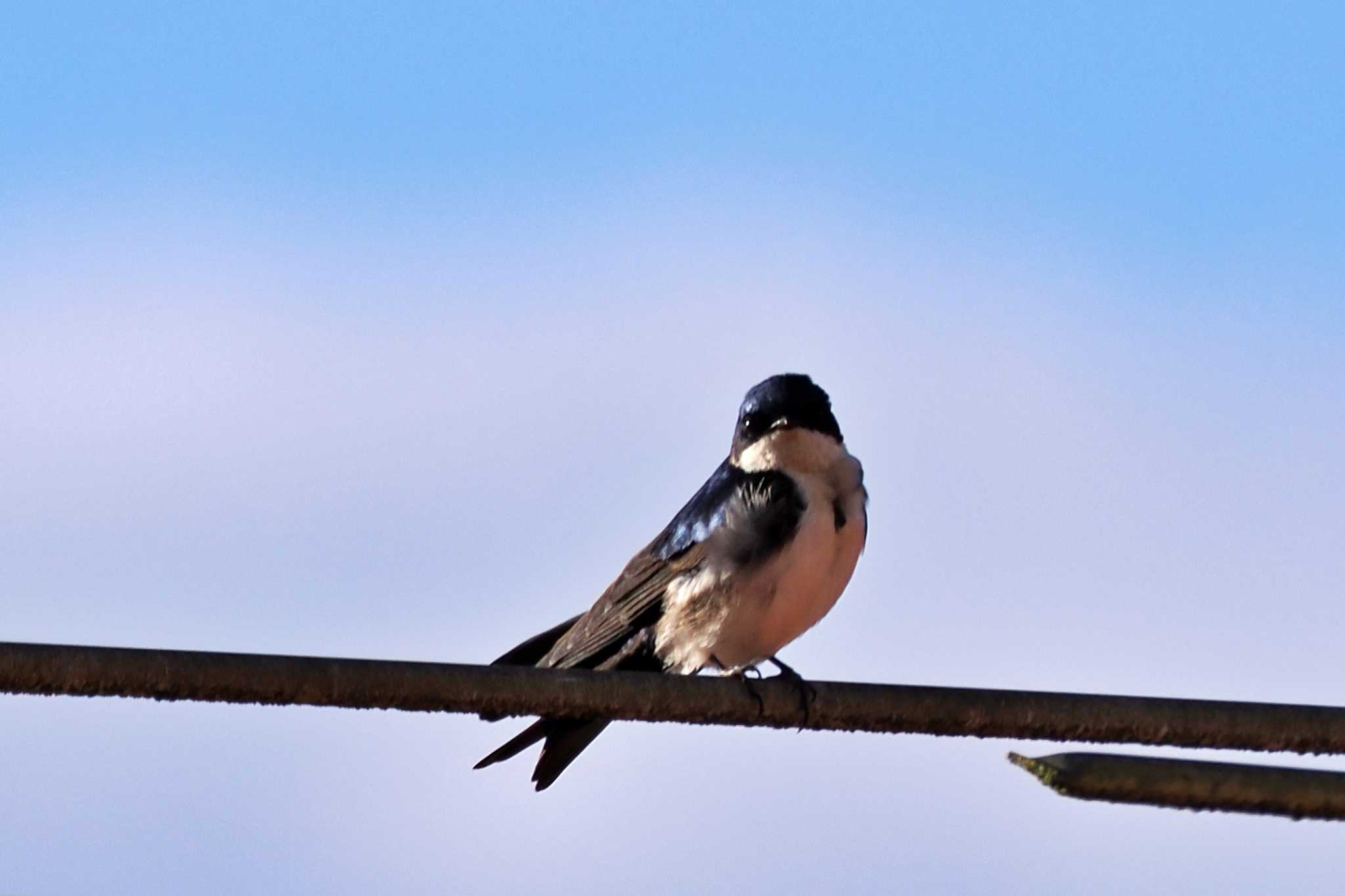 Photo of Blue-and-white Swallow at San Gerardo De Dota (Costa Rica) by 藤原奏冥