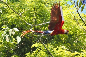Scarlet Macaw San Gerardo De Dota (Costa Rica) Mon, 2/12/2024