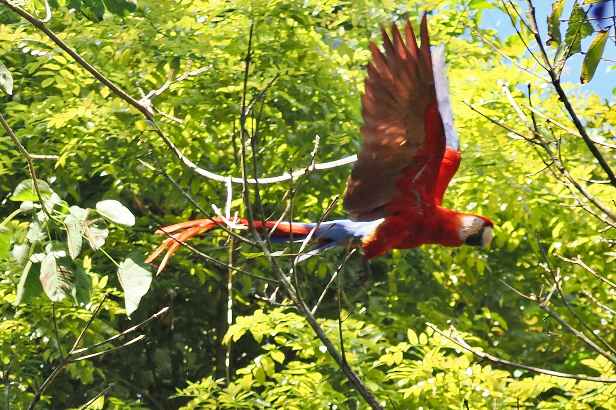 Photo of Scarlet Macaw at San Gerardo De Dota (Costa Rica) by 藤原奏冥
