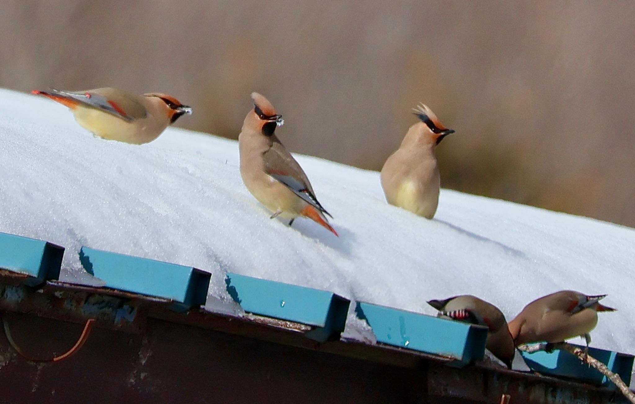 Photo of Japanese Waxwing at Yamanakako Lake by カバ山PE太郎