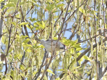 ニュウナイスズメ 馬見丘陵公園 2023年4月1日(土)