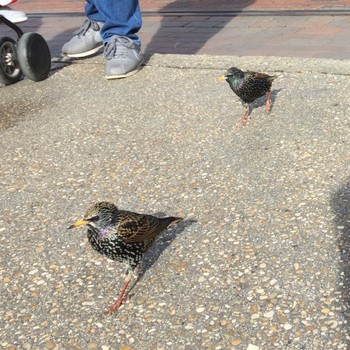 Common Starling セントラルプラザ Tue, 3/12/2019