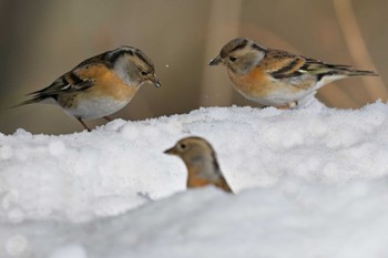 Brambling Saitama Prefecture Forest Park Sat, 2/10/2024