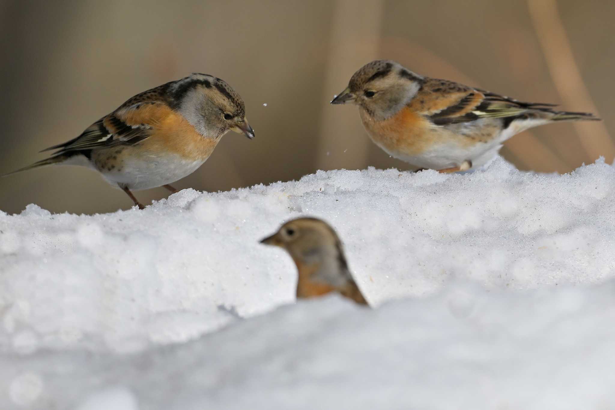 Photo of Brambling at Saitama Prefecture Forest Park by ask