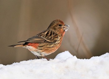 Pallas's Rosefinch Saitama Prefecture Forest Park Sat, 2/10/2024