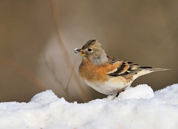 Brambling Saitama Prefecture Forest Park Sat, 2/10/2024