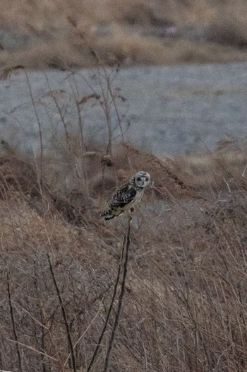 Short-eared Owl 群馬県 Sun, 2/11/2024