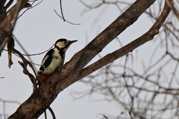 アカゲラ 真駒内公園 2024年2月13日(火)