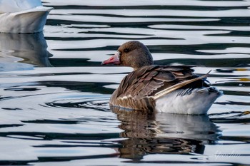 Greater White-fronted Goose 夏目の堰 (八丁堰) Sat, 2/10/2024