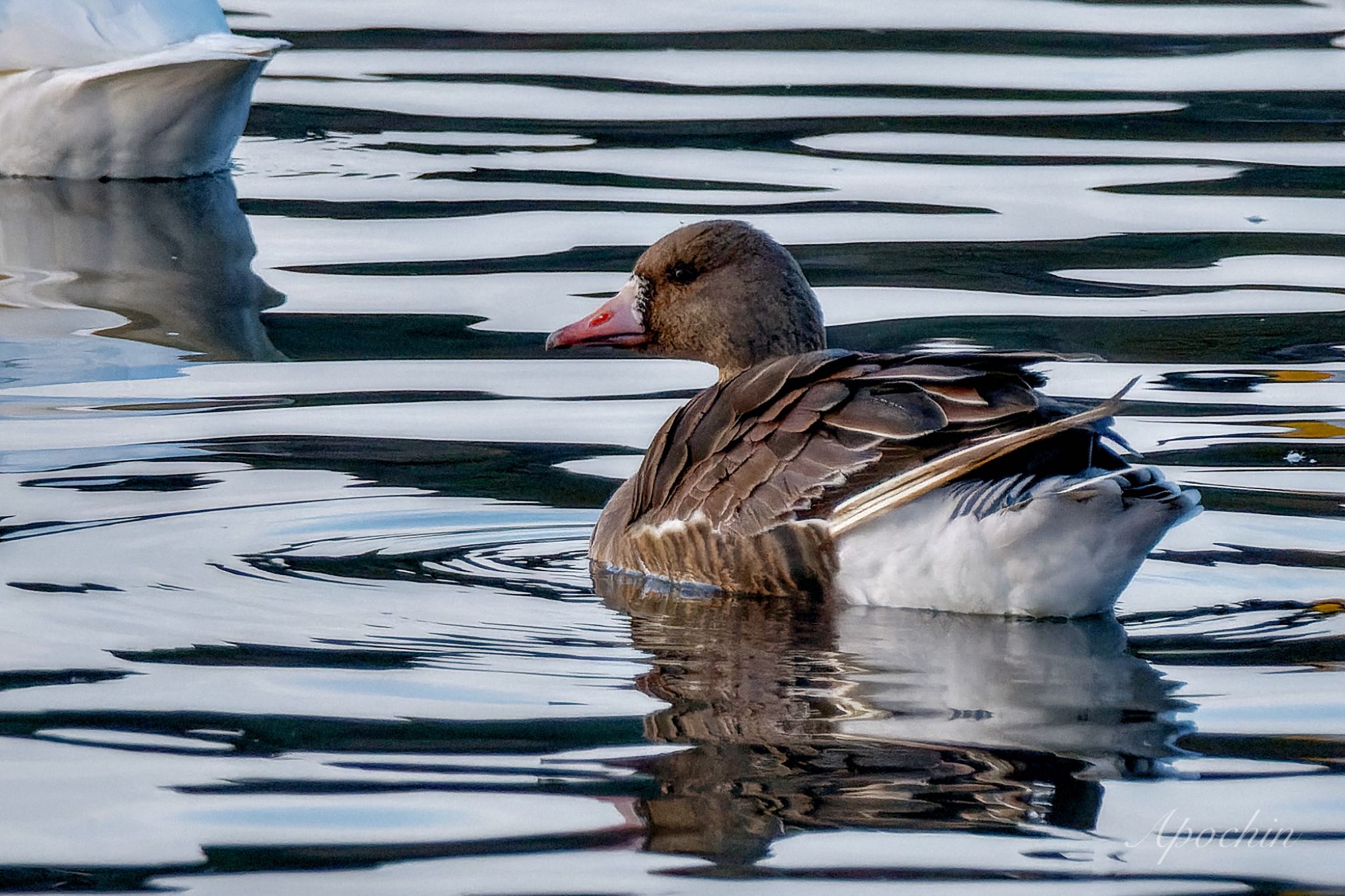 Photo of Greater White-fronted Goose at 夏目の堰 (八丁堰) by アポちん