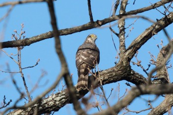 Eurasian Sparrowhawk Unknown Spots Tue, 2/13/2024