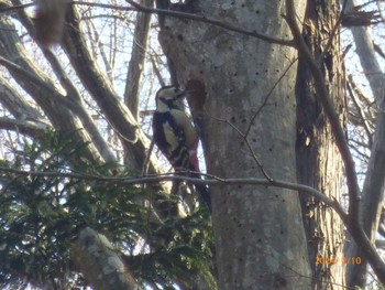 Sat, 2/10/2024 Birding report at 大町自然観察園