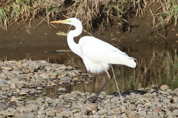 ダイサギ 北海道　函館市　松倉川 2018年11月23日(金)