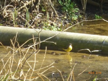 Grey Wagtail 大町自然観察園 Sat, 2/10/2024