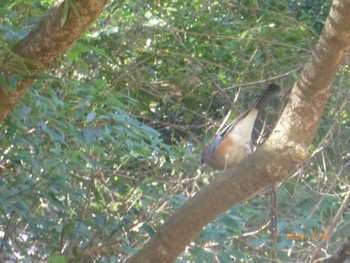 Eurasian Jay 大町自然観察園 Sat, 2/10/2024