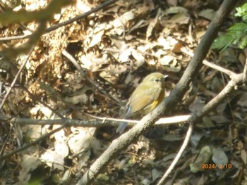 Red-flanked Bluetail 大町自然観察園 Sat, 2/10/2024