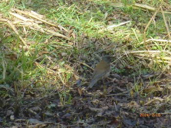 Pale Thrush 大町自然観察園 Sat, 2/10/2024