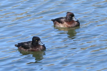 Tufted Duck Mitsuike Park Tue, 2/13/2024