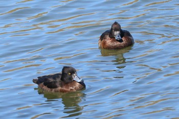 Tufted Duck Mitsuike Park Tue, 2/13/2024