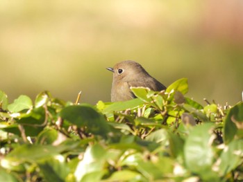 Tue, 2/13/2024 Birding report at Kyoto Gyoen