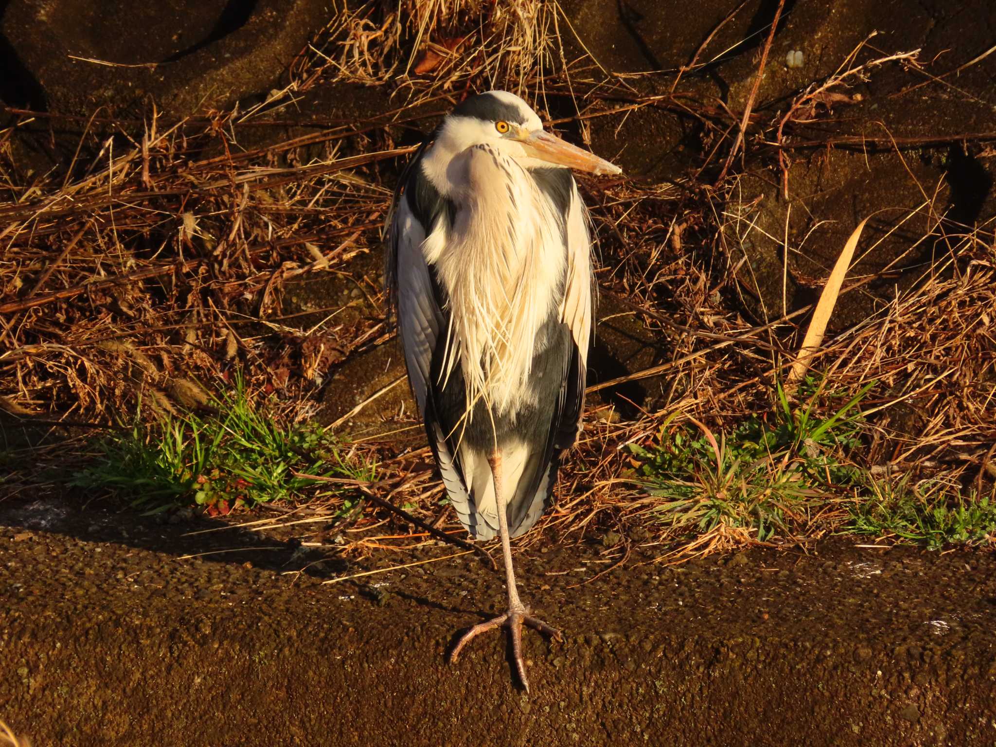 Photo of Grey Heron at 大根川 by ゆ