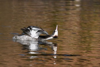 カンムリカイツブリ 昭和記念公園 2018年11月23日(金)