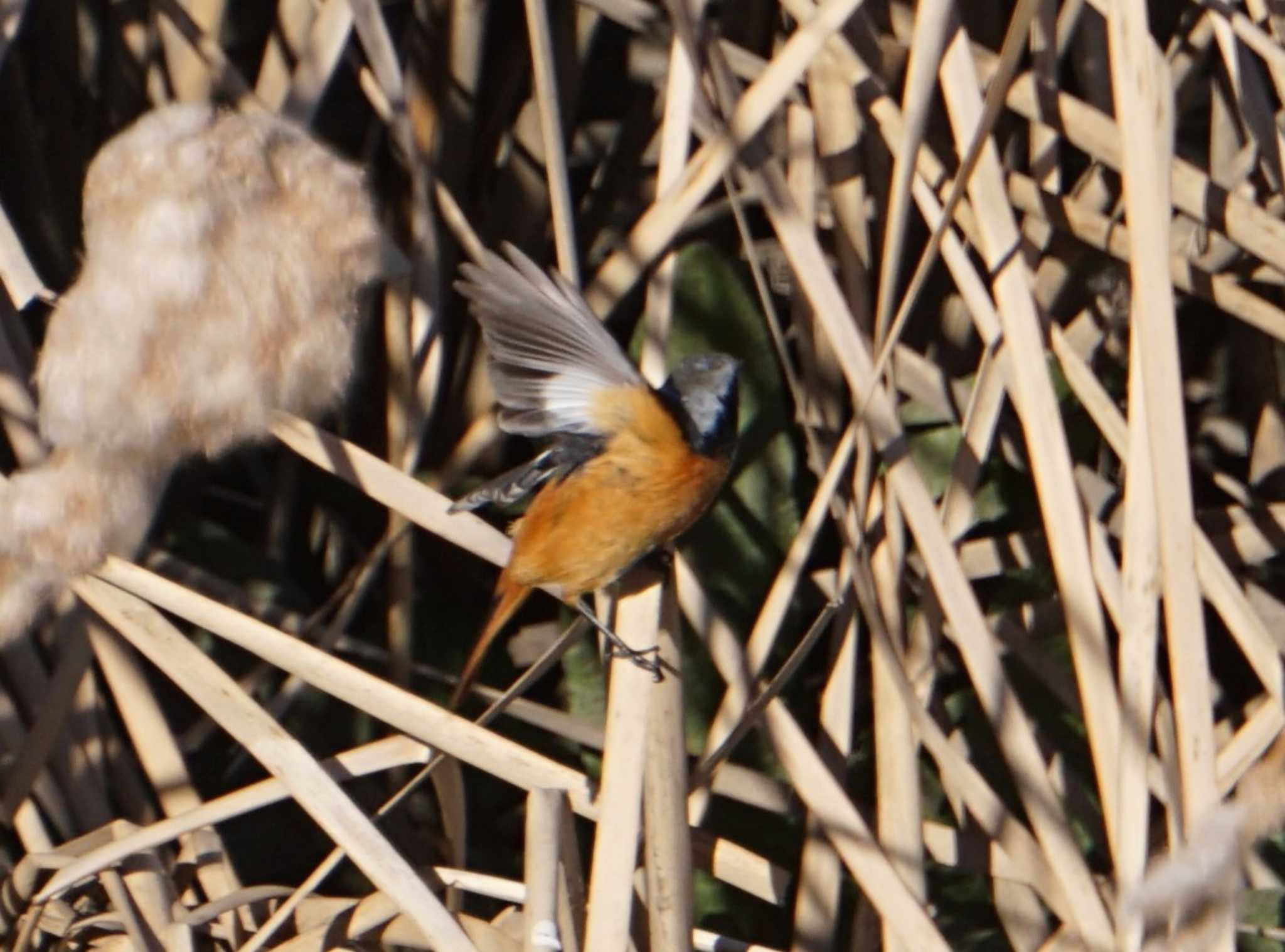 Daurian Redstart