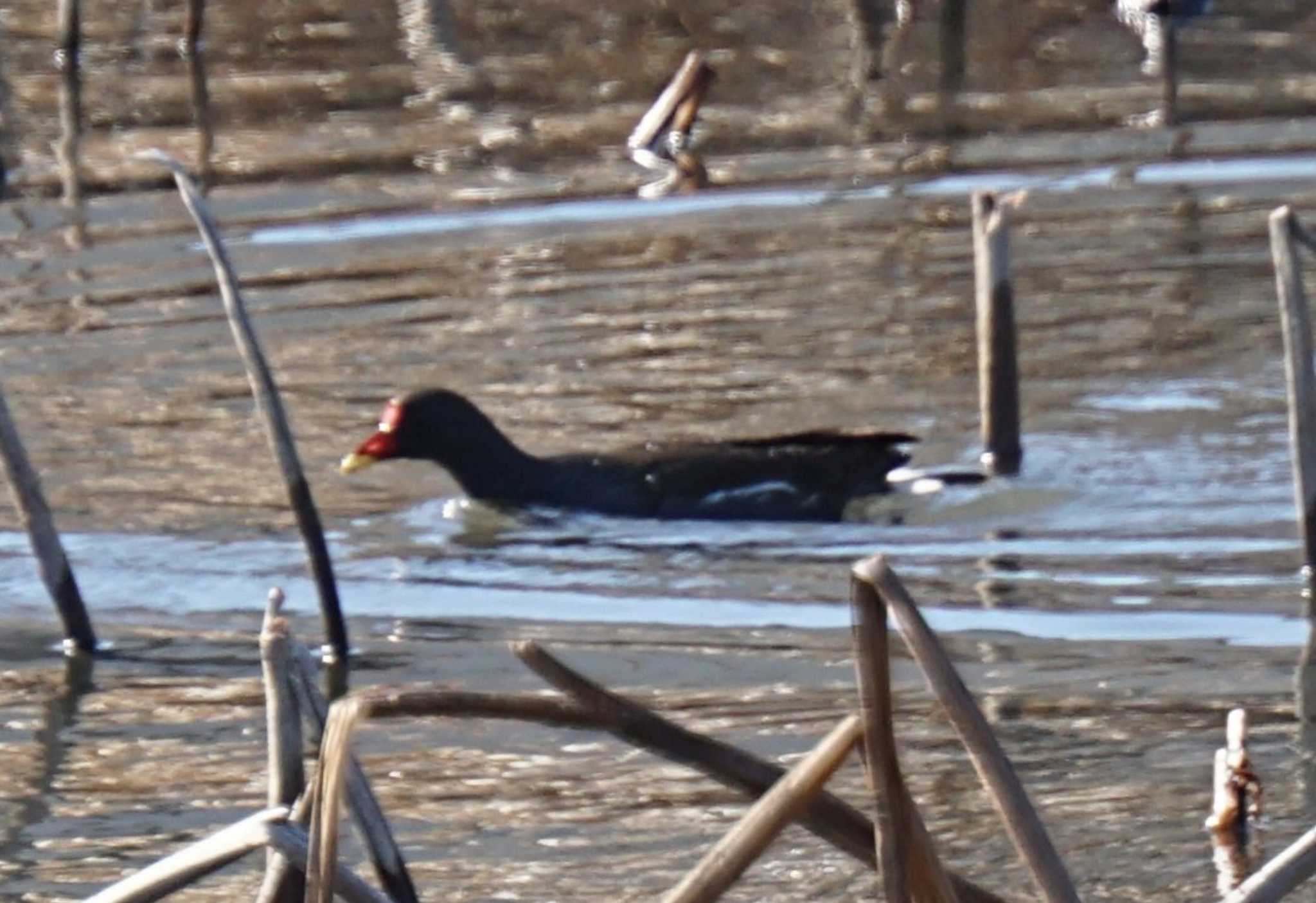 Common Moorhen