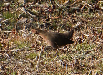 2024年2月13日(火) 上谷沼調整池の野鳥観察記録