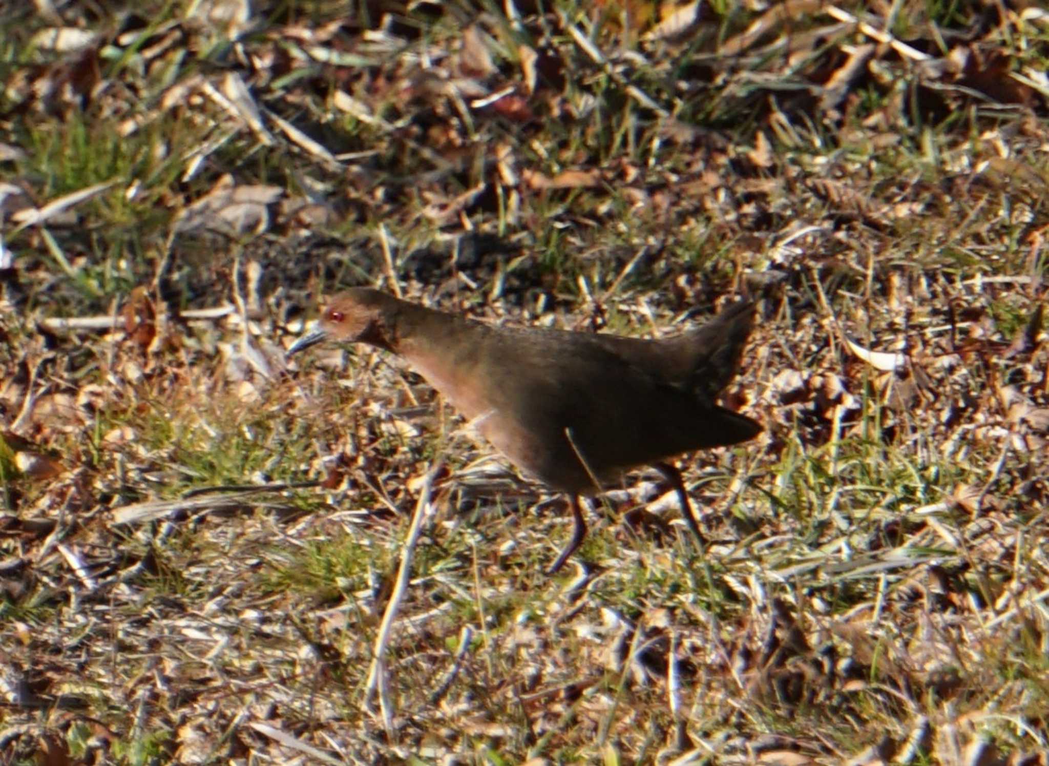 Ruddy-breasted Crake