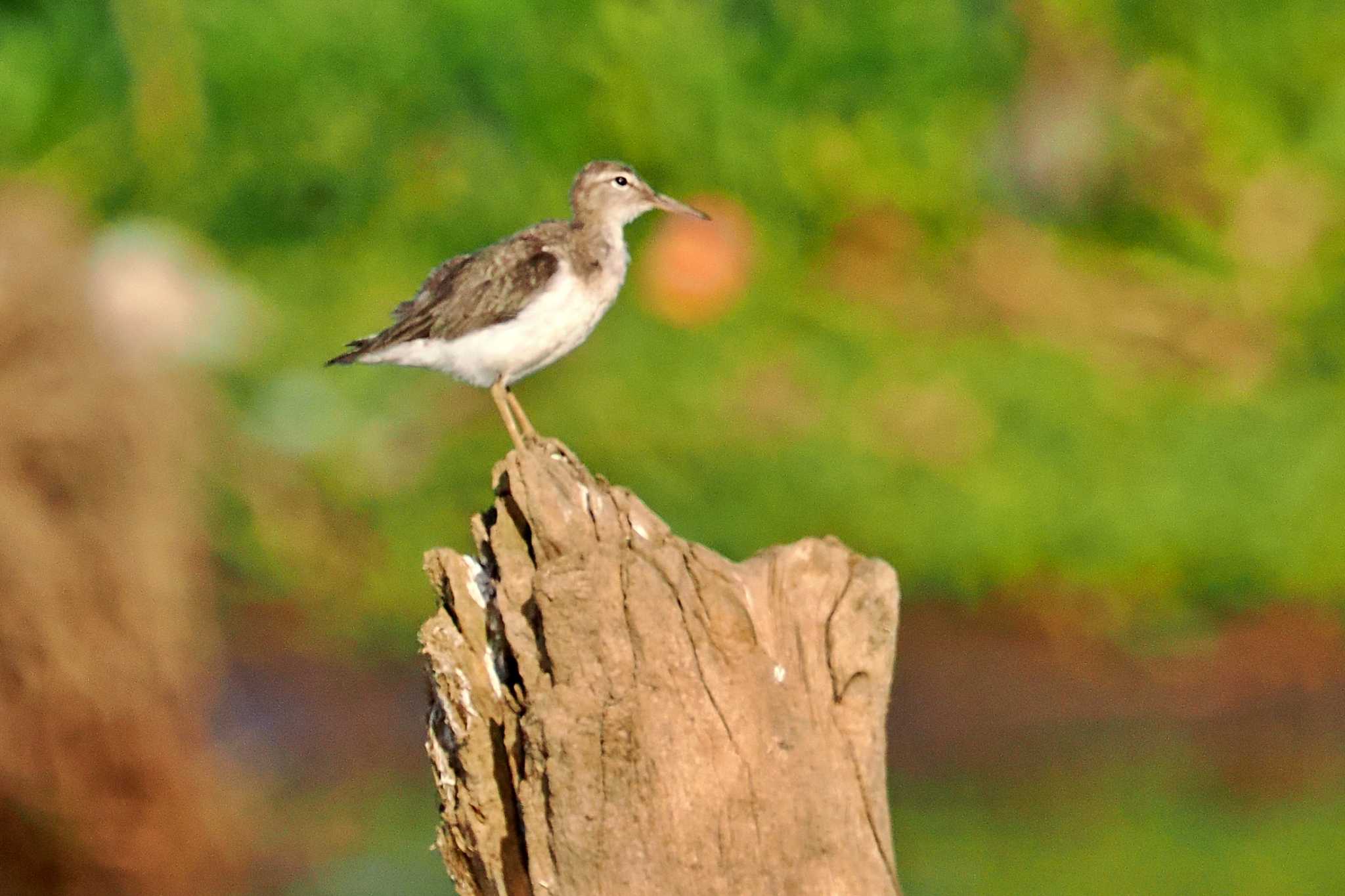 Photo of Spotted Sandpiper at San Gerardo De Dota (Costa Rica) by 藤原奏冥